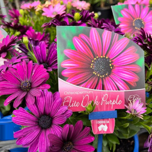 Osteospermum - Elite Dark Purple African Daisy Osteospermum - Elite Dark Purple African Daisy