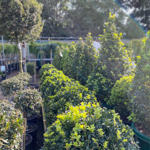 Buxus Sempervirens - English Box Buxus Sempervirens - English Box