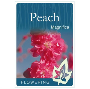 Peach - Magnifica Flowering Peach - Magnifica Flowering