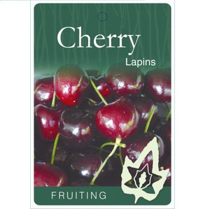Cherry - Lapins Cherry - Lapins