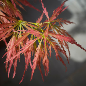 Acer Palmatum Upright - Seiryu Acer Palmatum Upright - Seiryu