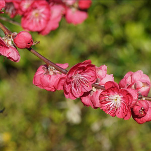 Prunus Persica Magnifica - Flowering Peach