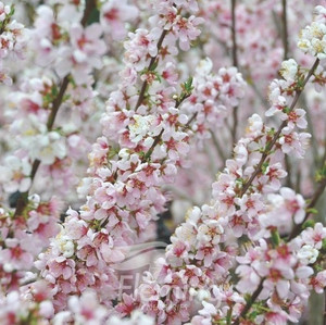 Prunus Elvins - Flowering Plum Prunus Elvins - Flowering Plum
