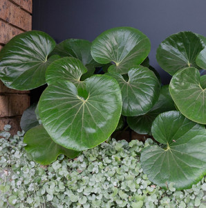 Farfugium - Tractor Seat Plant Farfugium - Tractor Seat Plant