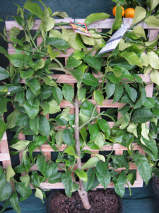 Lemon - Espalier Eureka (medium)