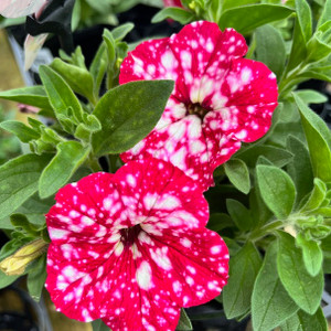 Petunia - Cherry Sky