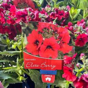 Nemesia - Elite Berry Nemesia - Elite Berry
