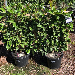 Lemon - Espalier Lisbon Dwarf (small) Lemon - Espalier Lisbon Dwarf (small)