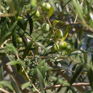 Olive - Europaea Olive - Europaea