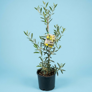 Olive - Europaea Dwarf "Garden Harvest"