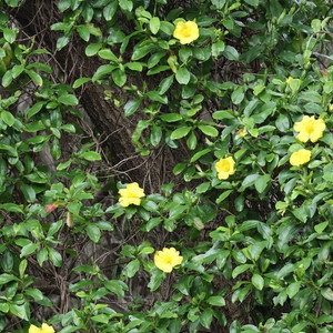 Hibbertia Scandens - Snake Vine