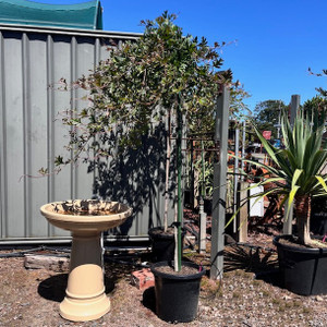 Grevillea Standard - Gaudi Chaudi Grevillea Standard - Gaudi Chaudi