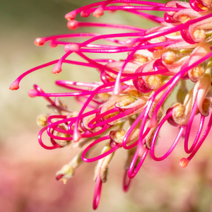 Grevillea Standard - Lana Maree Grevillea Standard - Lana Maree