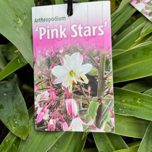 Arthropodium - Pink Stars Arthropodium - Pink Stars