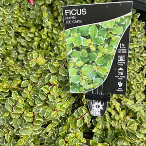 Ficus Pumilla - Ice Caps