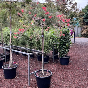 Grevillea Standard - Wendy Sunshine