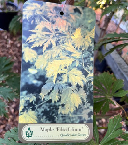 Acer Japonicum Upright - Filicifolium