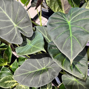 Alocasia - Regal Shields