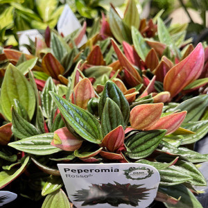 Peperomia -  Rosso PBR