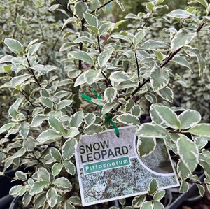 Pittosporum - Snow Leopard