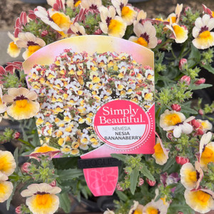 Nemesia - Bananaberry Nemesia - Bananaberry