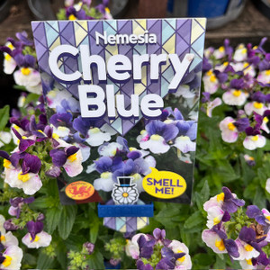 Nemesia - Cherry Blue Nemesia - Cherry Blue