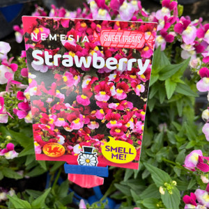 Nemesia - Strawberry Nemesia - Strawberry