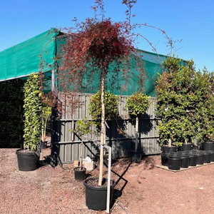 Acer Palmatum Dissectum Weeping - Waterfall