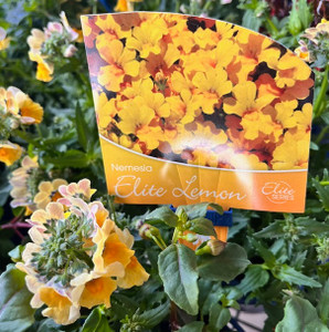 Nemesia - Elite Lemon Nemesia - Elite Lemon