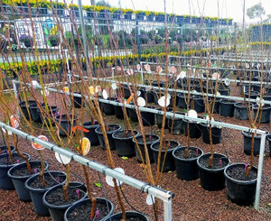 Apple 3 way - Gala, Pink Lady & Grannysmith