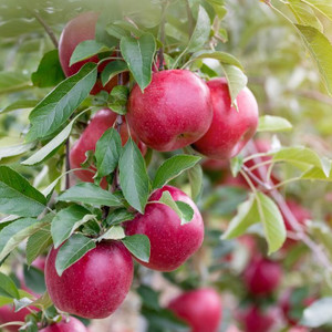 Apple Semi Dwarf - Red Delicious