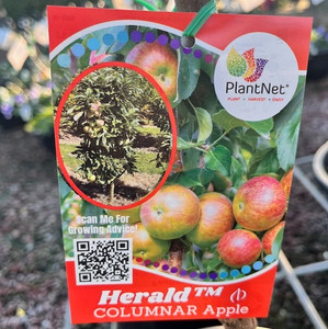 Apple - Columnar Herald Apple - Columnar Herald