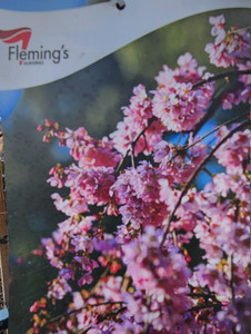 Pink Cascade weeping cherry