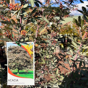 Acacia Baleyana Purpurea - Cootamundra Wattle Acacia Baleyana Purpurea - Cootamundra Wattle