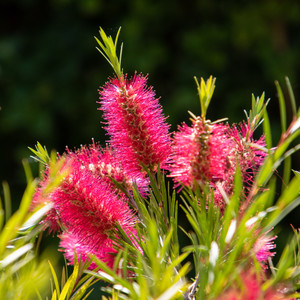 Callistemon - Hot Pink Callistemon - Hot Pink