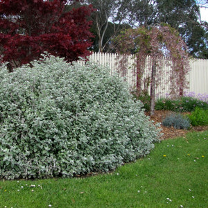 Helichrysum - Hi Ho Silver Helichrysum - Hi Ho Silver