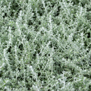 Helichrysum - Licorice