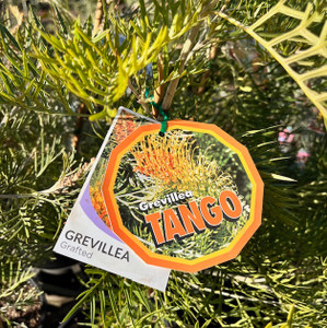 Grevillea - Tango - Grafted Grevillea - Tango - Grafted