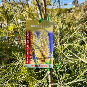 Grevillea - White Socks Grafted Grevillea - White Socks Grafted