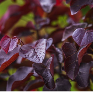 Cercis Canadensis - Merlot