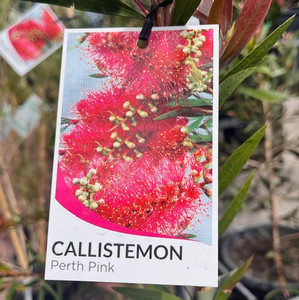 Callistemon - Perth Pink