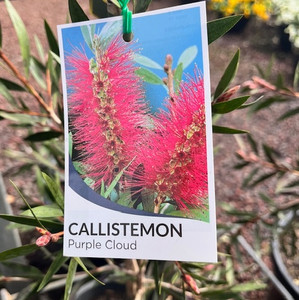 Callistemon - Purple Cloud Callistemon - Purple Cloud