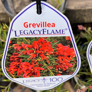 Grevillea - Legacy Flame