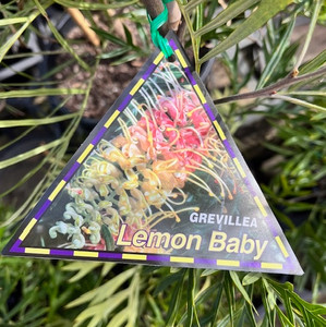 Grevillea - Lemon Baby
