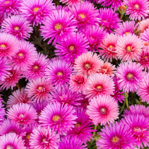 Lampranthus - Cocktail Explosion