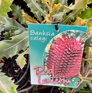 Banksia Caleyi - Red Lantern