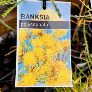 Banksia Polycephala - Many Headed Dryandra