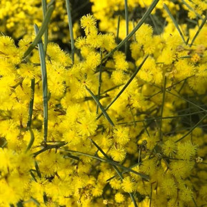 Acacia Williamonsii - Whirrakee Wattle