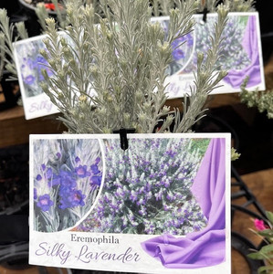 Eremophila - Silky Lavender