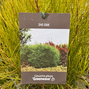 Casuarina Glauca - Greenwave